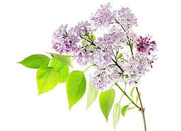 6年老游戏《战场兄弟》最新免费DLC现已发布